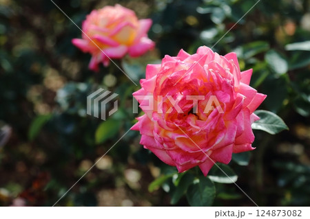 荒尾市　おもやい市民花壇　バラの花、 124873082