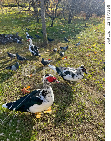 Indo duck in ornithological park with other birds Indo duck in ornithological park with other birds 124873398