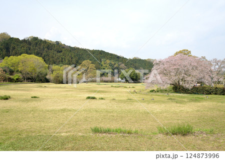 桜と石舞台 124873996