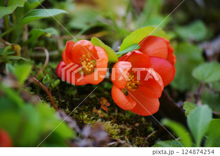 クサボケの花 124874254