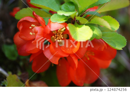 クサボケの花 124874256