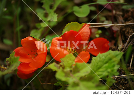クサボケの花 クサボケの花 124874261