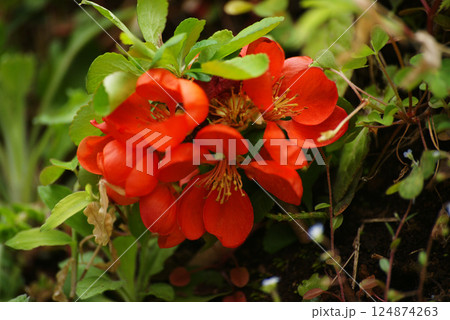 クサボケの花 124874263