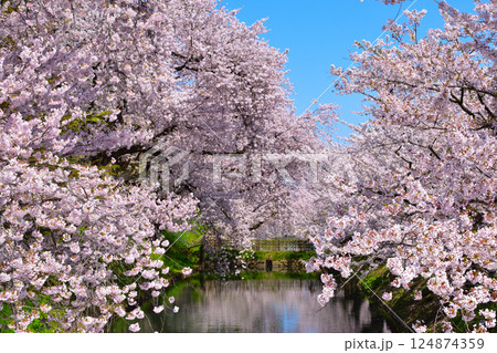 桜景　弘前城　 124874359