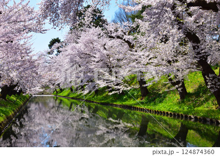 桜景　弘前城　 124874360