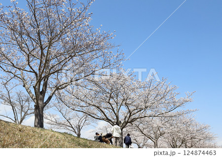 おの桜づつみ回廊(兵庫県 小野市) おの桜づつみ回廊(兵庫県 小野市) 124874463