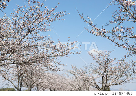 おの桜づつみ回廊(兵庫県 小野市) おの桜づつみ回廊(兵庫県 小野市) 124874469
