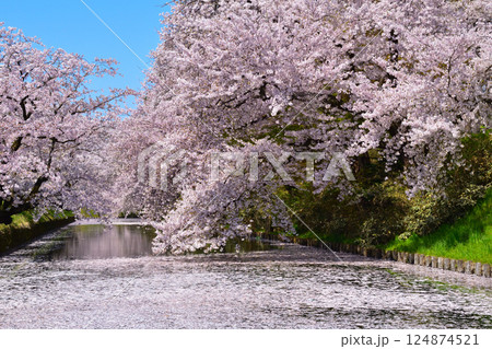 桜景　弘前城　 124874521