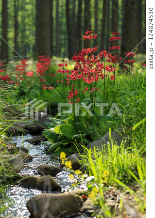 森のせせらぎに咲くクリンソウの花3 森のせせらぎに咲くクリンソウの花3 124874530