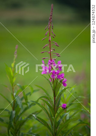 夏の高原に佇むヤナギランの花 124874532