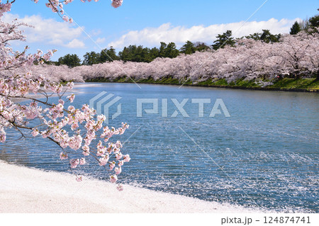 桜景 弘前城 西濠 桜景 弘前城 西濠 124874741