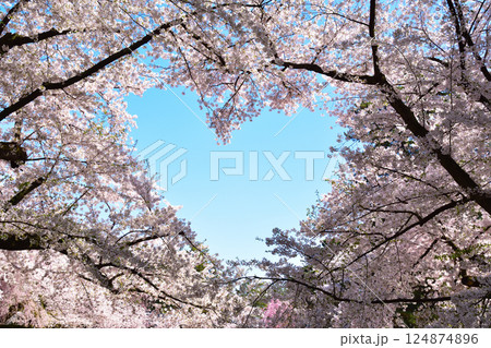 桜　ハート 124874896