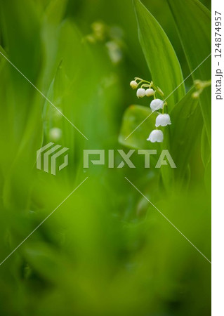 夏の高原にひっそりと咲くスズランの白い花 夏の高原にひっそりと咲くスズランの白い花 124874957