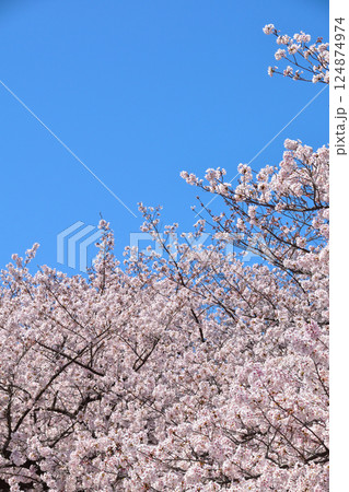 桜 快晴 桜 快晴 124874974