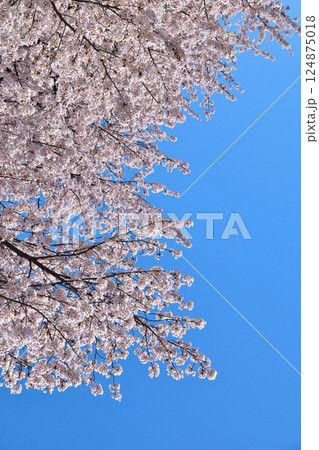 桜 快晴 桜 快晴 124875018