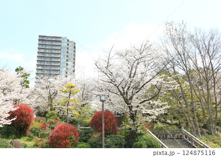 飛鳥山公園の春 満開の桜 飛鳥山公園の春 満開の桜 124875116