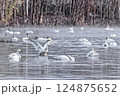 ハクチョウ 124875652