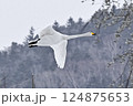 ハクチョウ 124875653