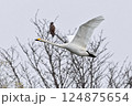 ハクチョウ 124875654