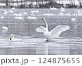 ハクチョウ 124875655