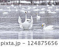 ハクチョウ 124875656