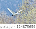 ハクチョウ 124875659