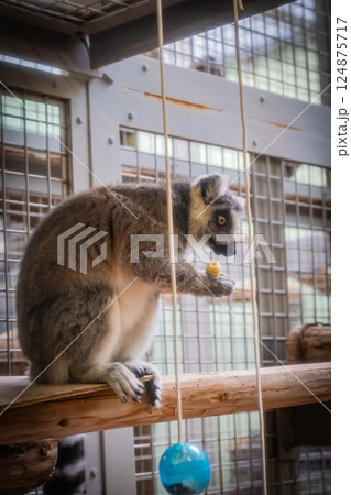 動物園　ワオキツネザル 124875717
