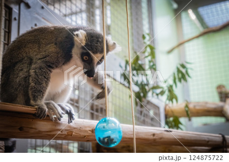 動物園 ワオキツネザル 動物園 ワオキツネザル 124875722