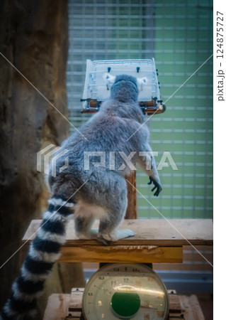 動物園 ワオキツネザル 動物園 ワオキツネザル 124875727