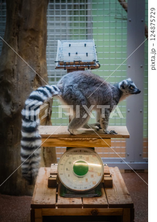 動物園 ワオキツネザル 動物園 ワオキツネザル 124875729
