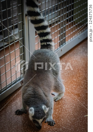 動物園　ワオキツネザル 124875736