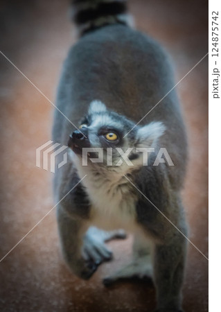 動物園　ワオキツネザル 124875742