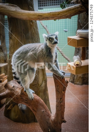 動物園　ワオキツネザル 124875749