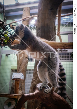 動物園　ワオキツネザル 124875755