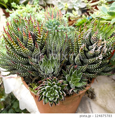 多肉植物 サボテン 「ハオルシア」 多肉植物 サボテン 「ハオルシア」 124875783