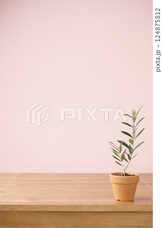 テラッコタの鉢に植えたオリーブの木 テラッコタの鉢に植えたオリーブの木 124875812