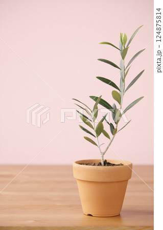 テラッコタの鉢に植えたオリーブの木 テラッコタの鉢に植えたオリーブの木 124875814