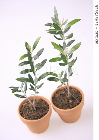 苗ポットに植えたオリーブの木 124875816