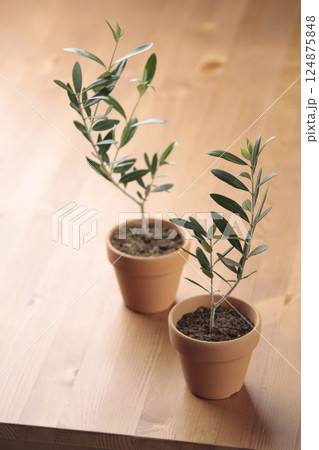 テラッコタの鉢に植えたオリーブの木 124875848