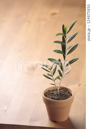 テラッコタの鉢に植えたオリーブの木 124875850