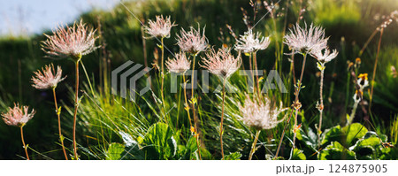 Scenic Idyllic view Alpine avens wild flowers shimmer backlit sunlight morning sunrise light with dew coating delicate filaments. Landscape hillside background wild floral beauty mountain charm 124875905