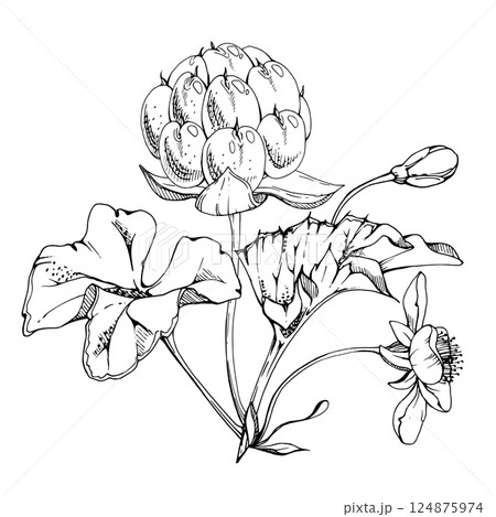 Cloudberry raspberry with white flowers, hand drawn vector ink, ripe Scandinavian forest berry on stems. Boutonniere isolated botanical illustration. Restaurant, farmers market, dessert cafe menu Cloudberry raspberry with white flowers, hand drawn vector ink, ripe Scandinavian forest berry on stems. Boutonniere isolated botanical illustration. Restaurant, farmers market, dessert cafe menu 124875974