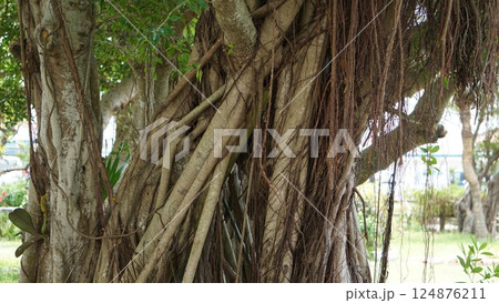 根っこが神々しいガジュマル 124876211