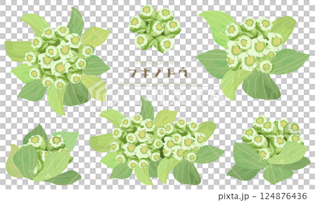 水彩でラフに描いたフキノトウのイラスト素材セット 124876436