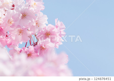 青空に映える満開の桜 124876451