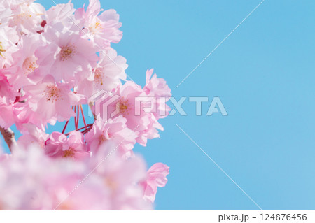 青空に映える満開の桜 124876456