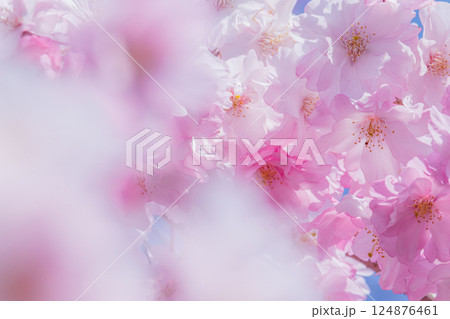 美しい桜の花のクローズアップ 美しい桜の花のクローズアップ 124876461
