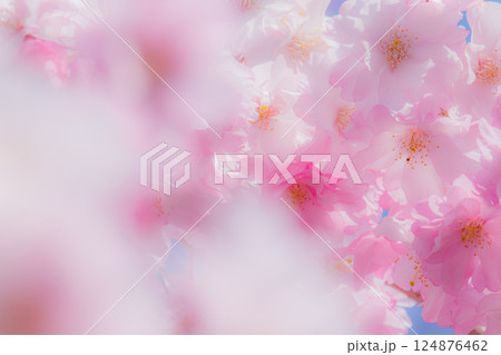 美しい桜の花のクローズアップ 124876462