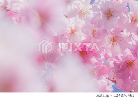美しい桜の花のクローズアップ 美しい桜の花のクローズアップ 124876463