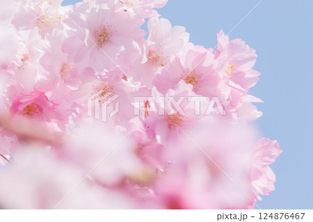 青空に映える満開の桜 青空に映える満開の桜 124876467
